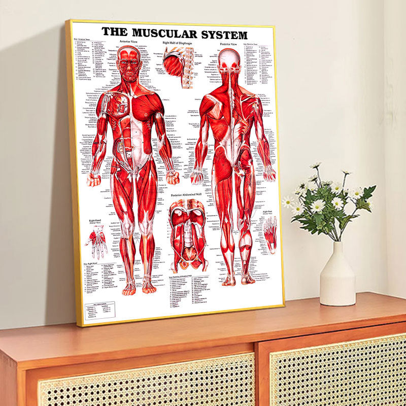 Poster Anatomico