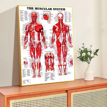Poster Anatomico
