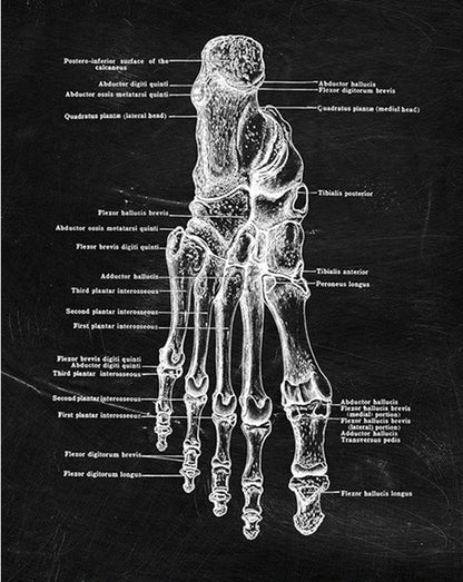 Quadro anatomico