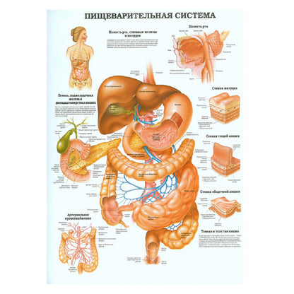 Poster Scheletro umano