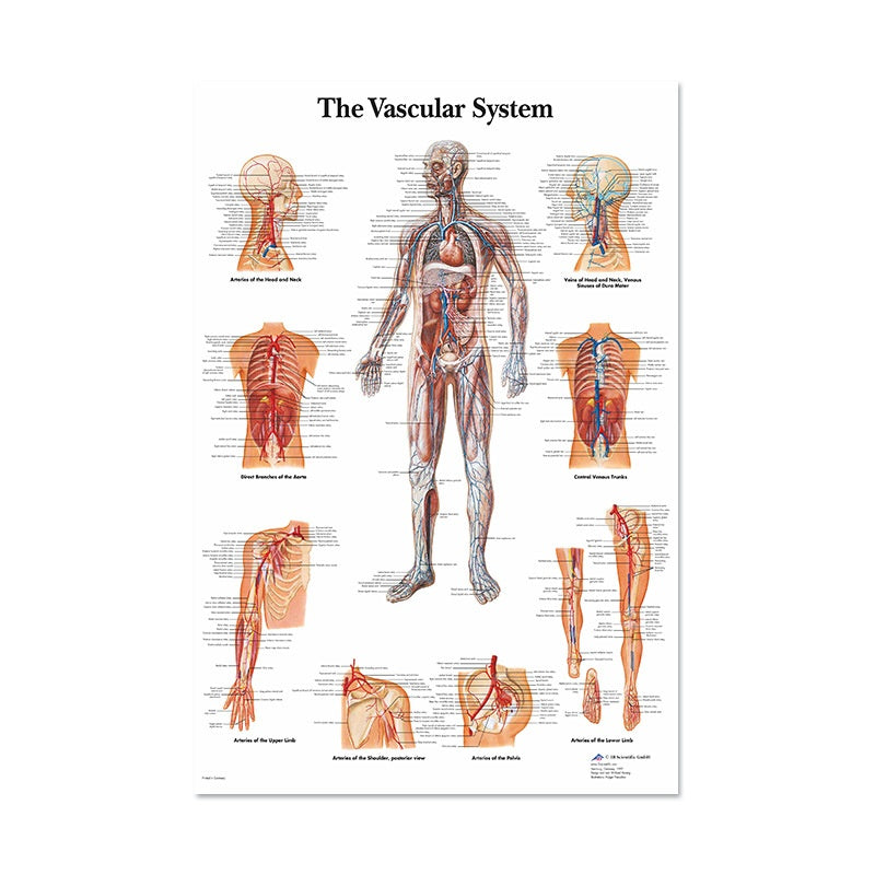 Poster Anatomico