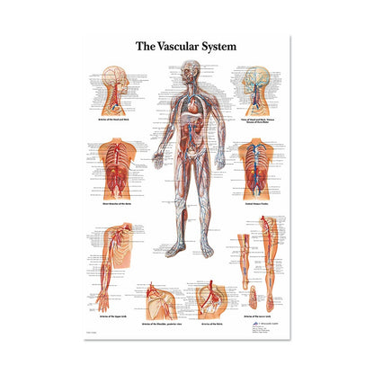 Poster Anatomico