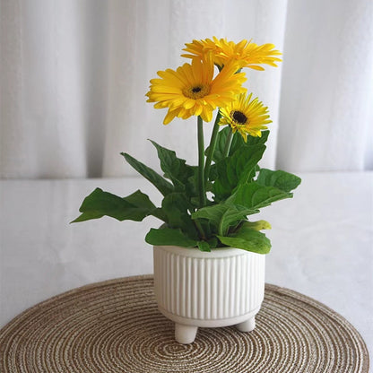 Vaso per piante grasse stile nordico