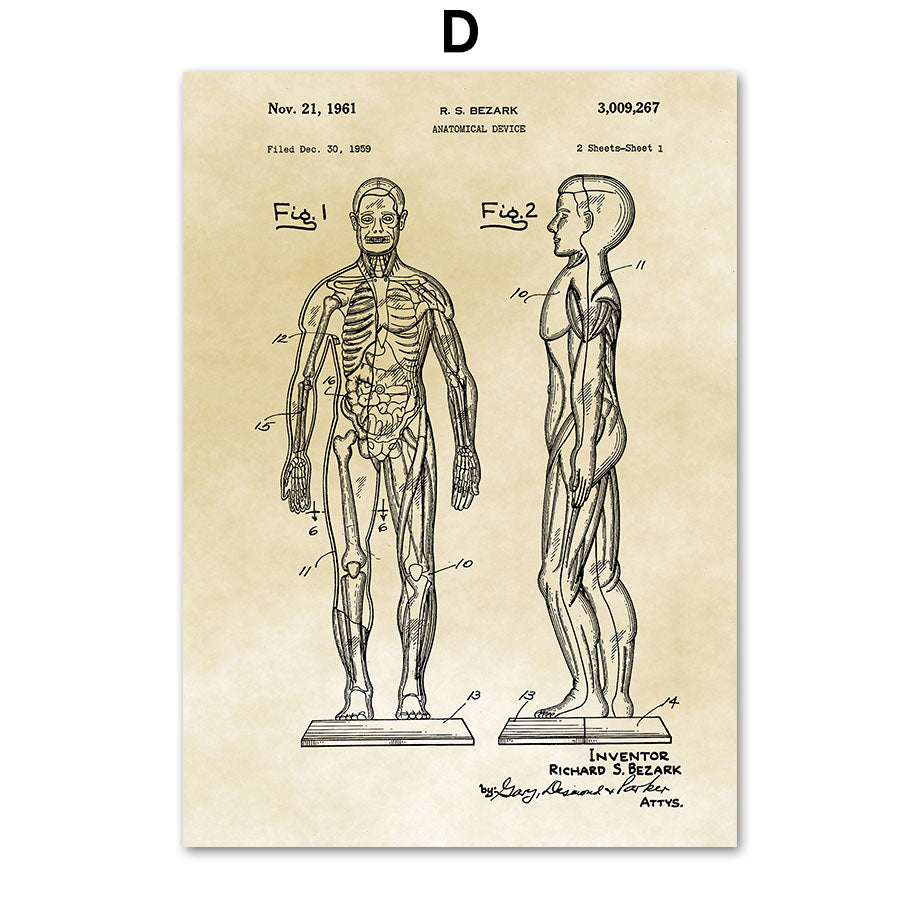 Tela Anatomia Vintage