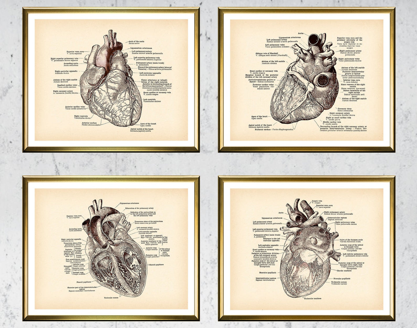 Tela anatomia vintage