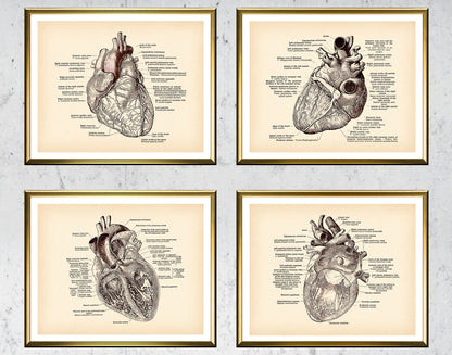 Tela anatomia vintage