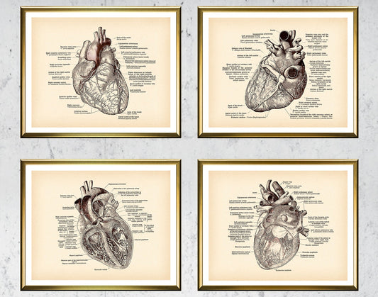 Poster Anatomia umana cuore quattro prospettive nero