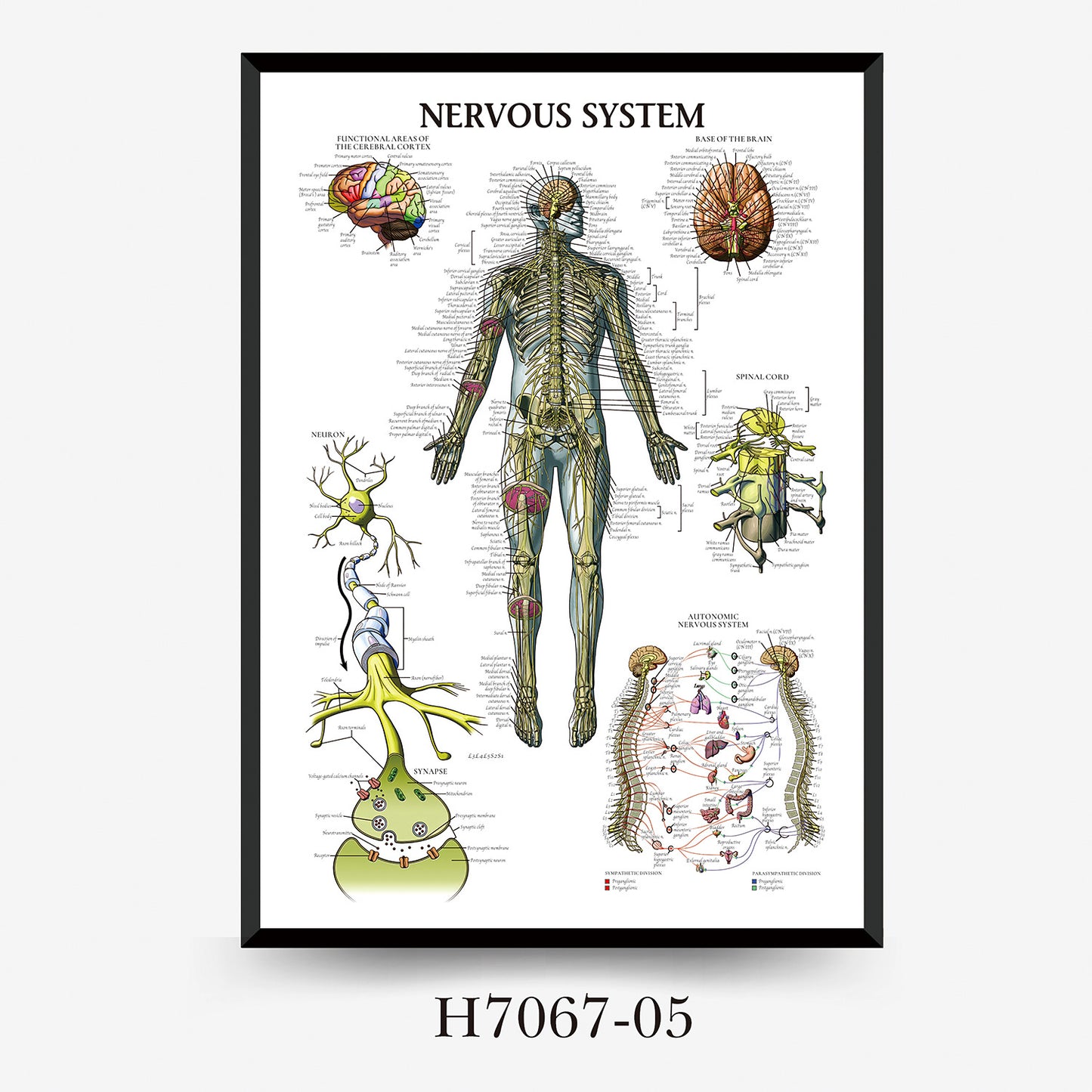 Quadro anatomia umana