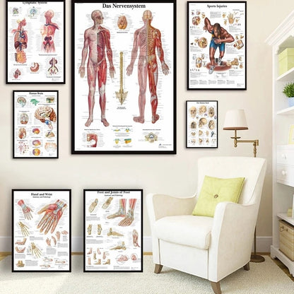 Stampa Anatomia Umana