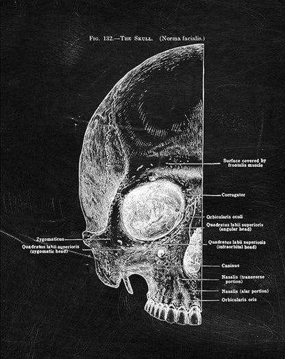 Quadro anatomico