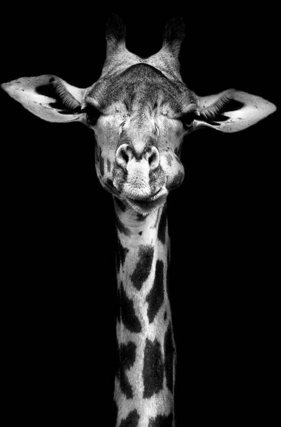 Tela Giraffa