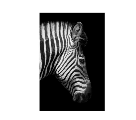 Poster zebra