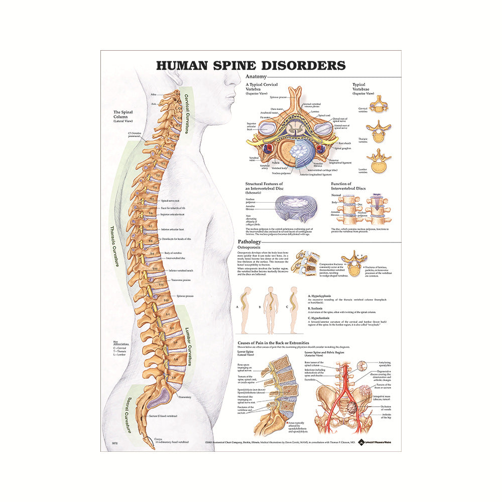 Poster educativo anatomia