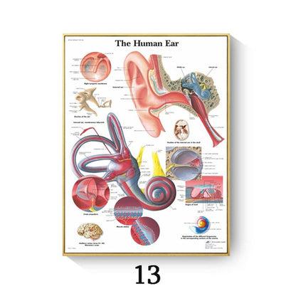Quadro anatomico