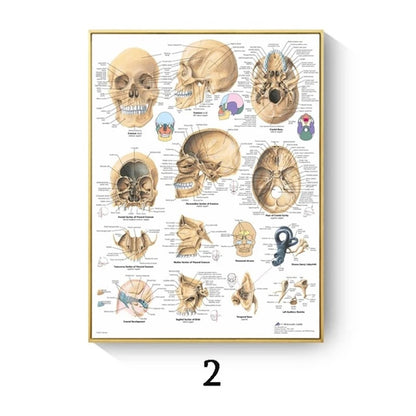 Poster anatomico