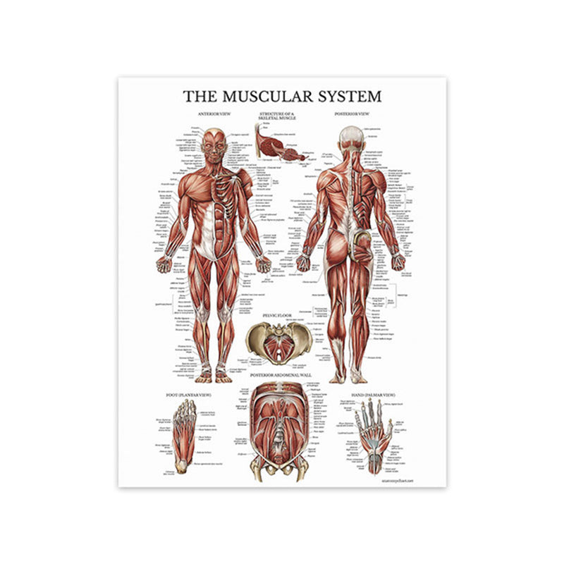 Tela anatomia umana