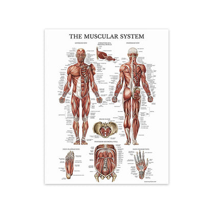 Tela anatomia umana