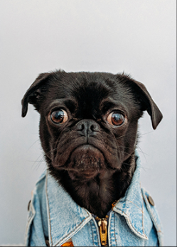 Quadro Cani