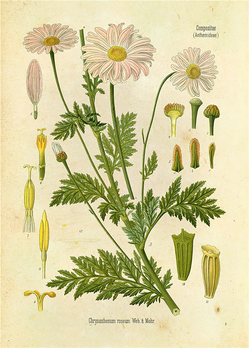 Stampa Botanica