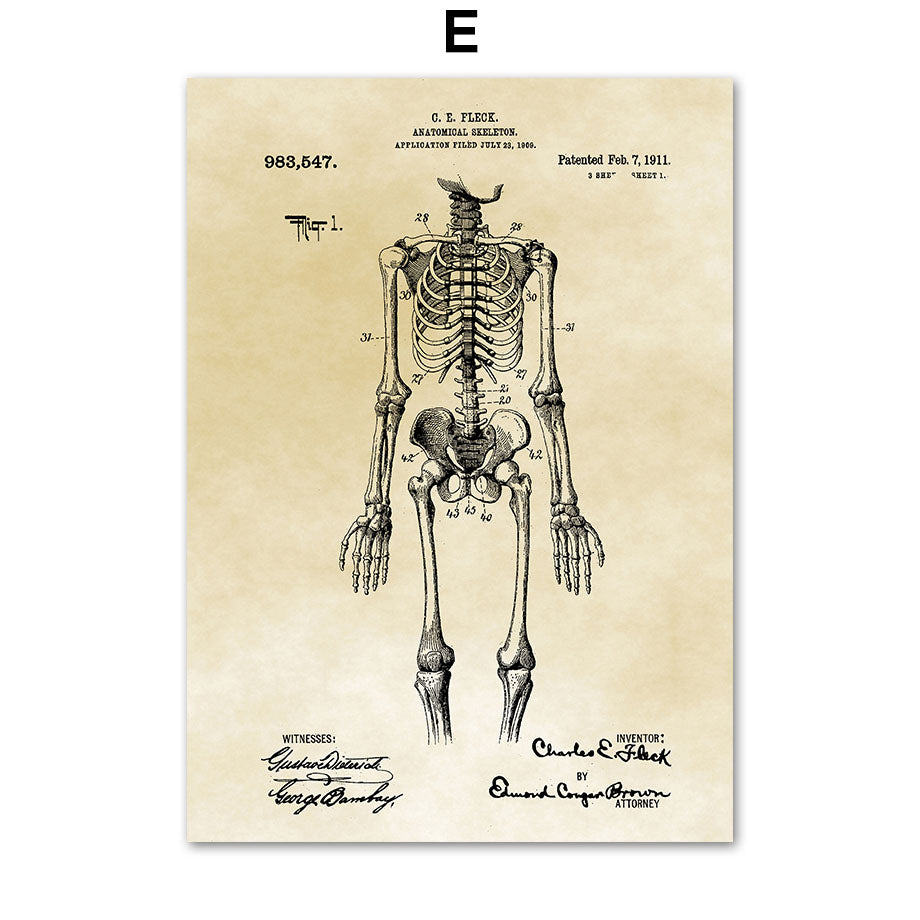 Tela Anatomia Vintage