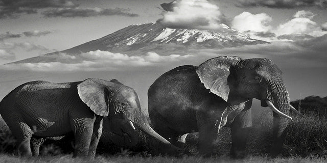 Poster animali africani