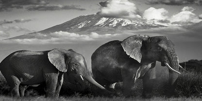 Poster animali africani