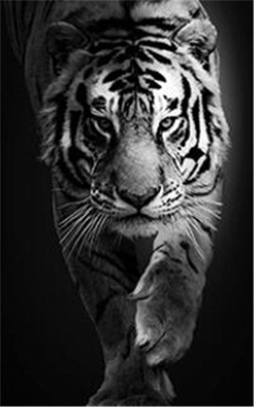 Stampa Tigre Bianco e Nero