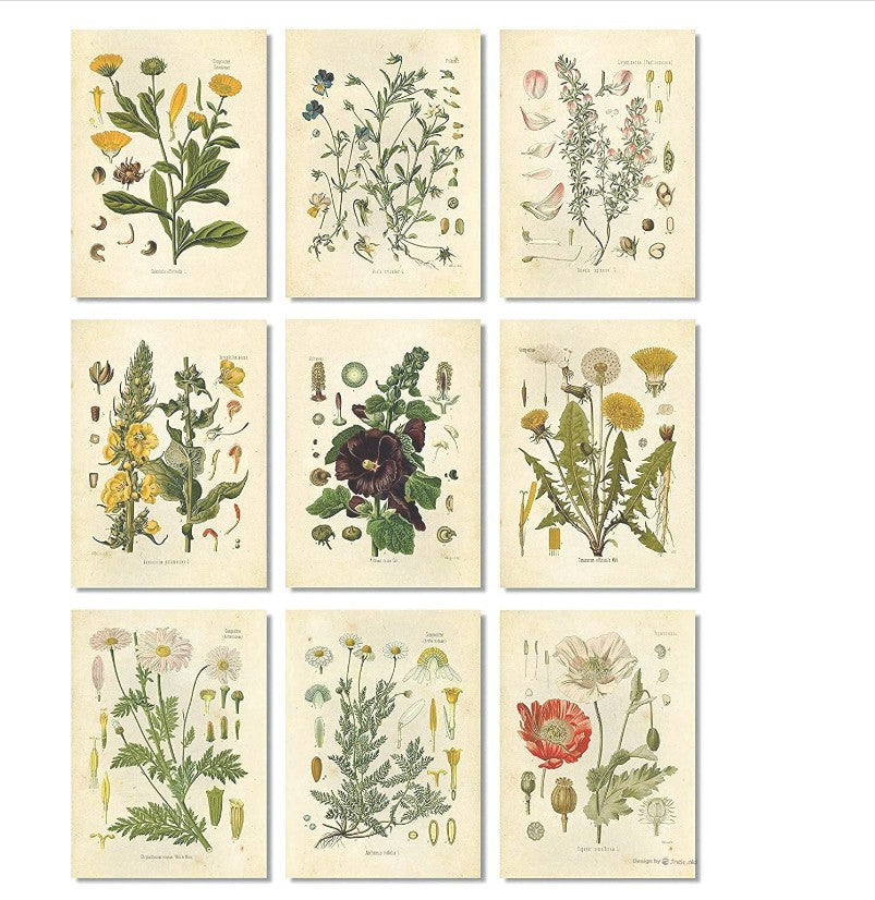 Stampa Botanica