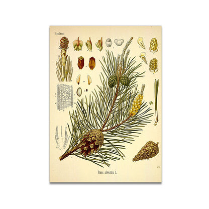 Stampa Botanica Retrò