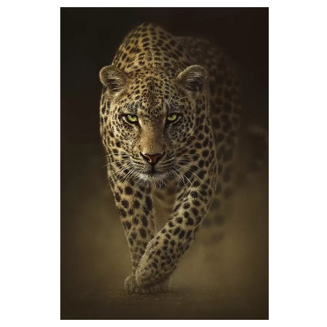 Quadro tigre africana
