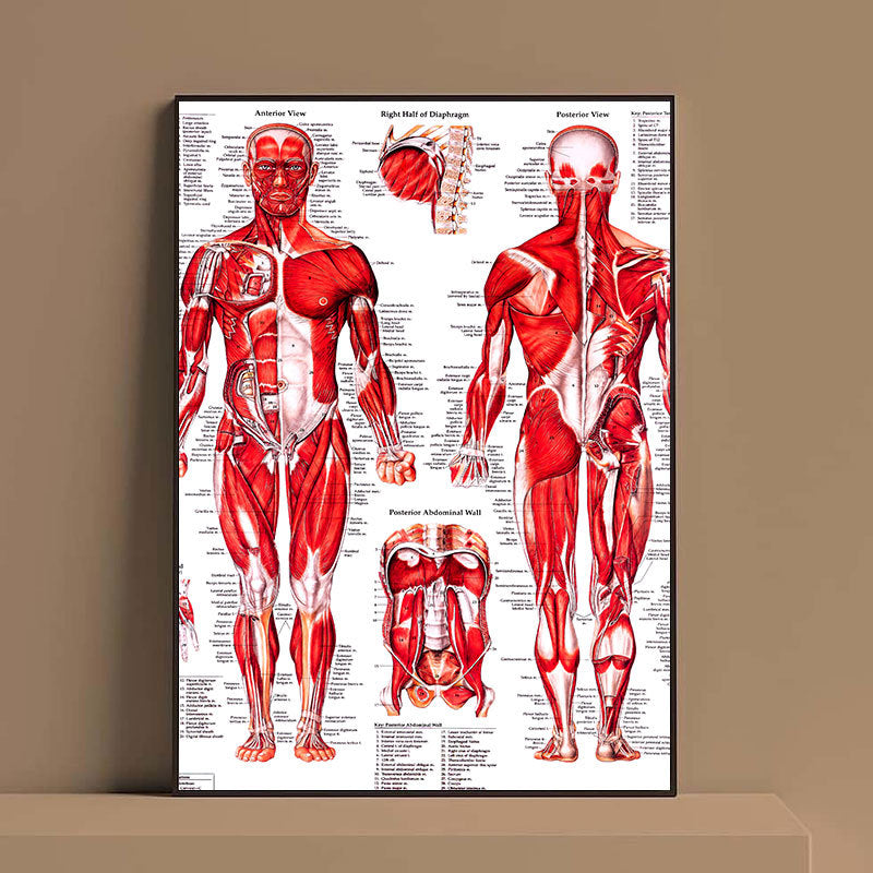 Poster anatomia umana