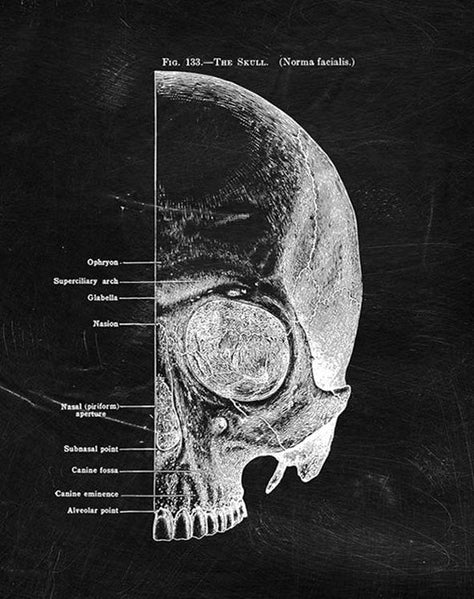 Quadro anatomico