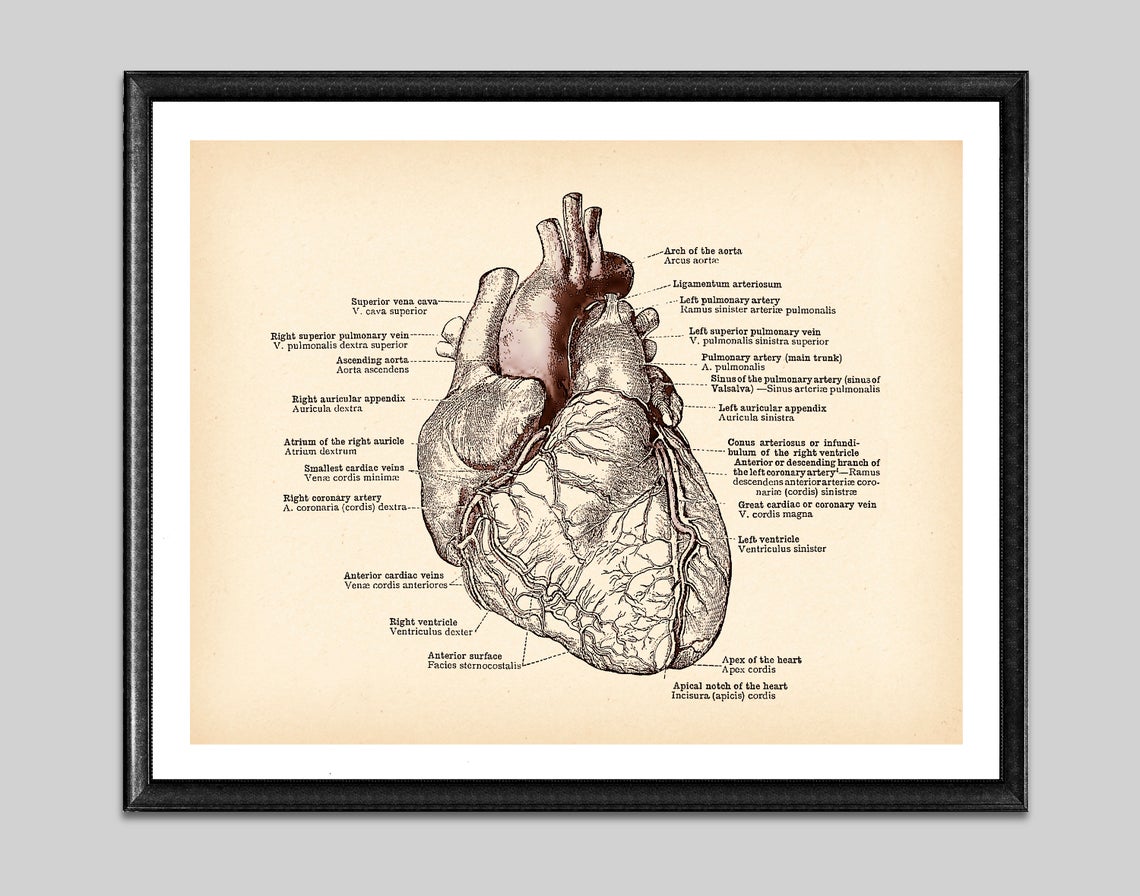 Tela anatomia vintage