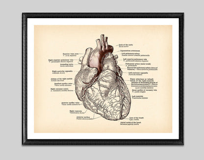 Tela anatomia vintage