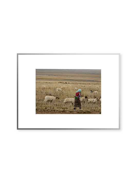 Quadro su tela Gregge di pecore montagna