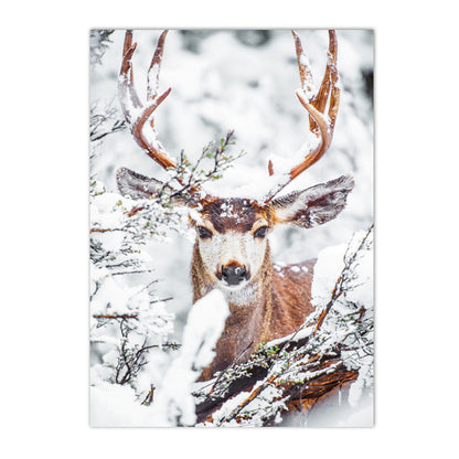 Quadro animali nordici