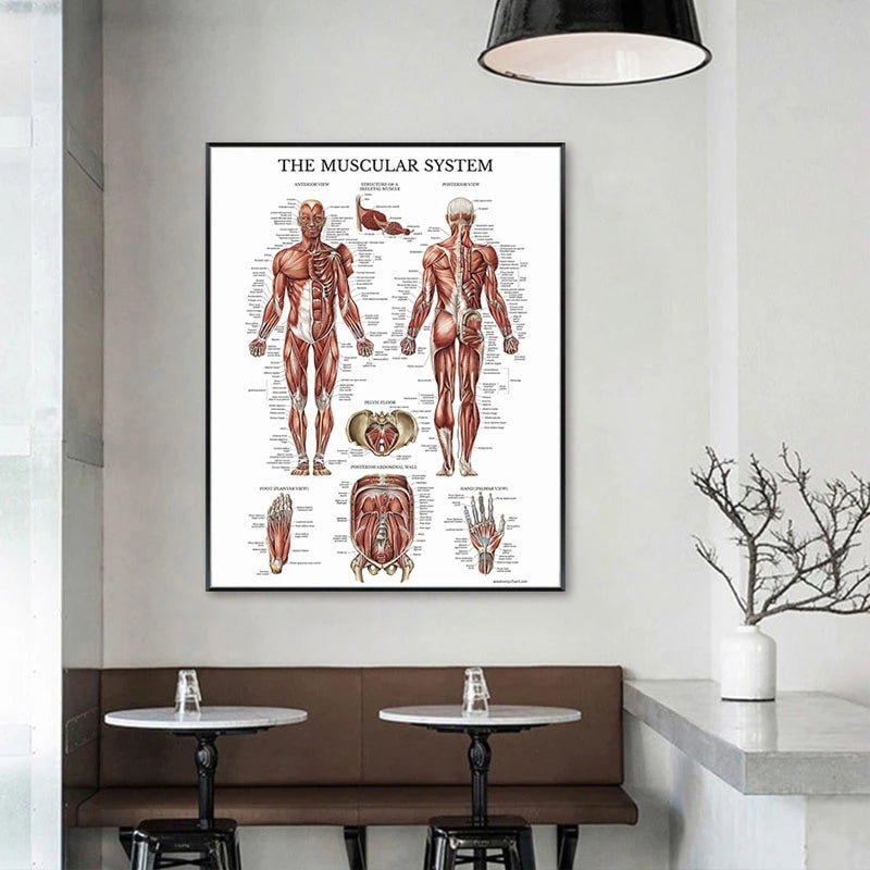 Tela anatomia umana
