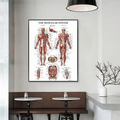 Tela anatomia umana