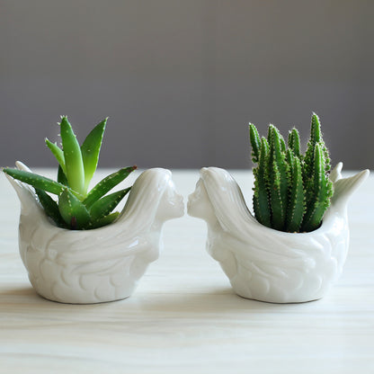 Vaso per succulente