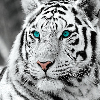 Quadro tigre diamanti