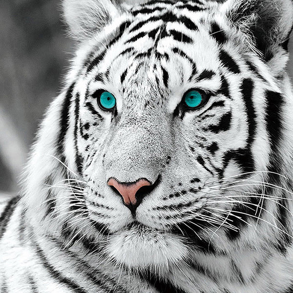 Quadro tigre diamanti