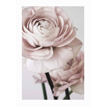 Poster Fiori peonie rosa fotografico realistico