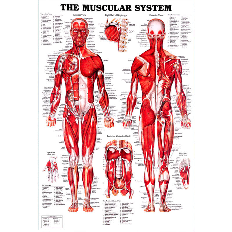 Poster Anatomico
