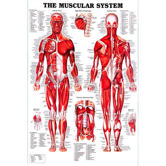 Poster Anatomia umana muscoli rossi doppia figura