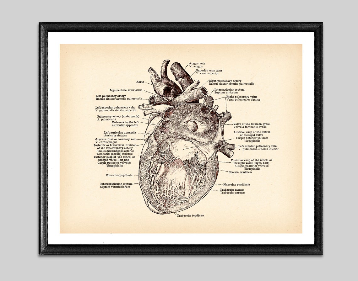 Tela anatomia vintage