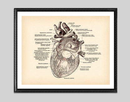 Tela anatomia vintage