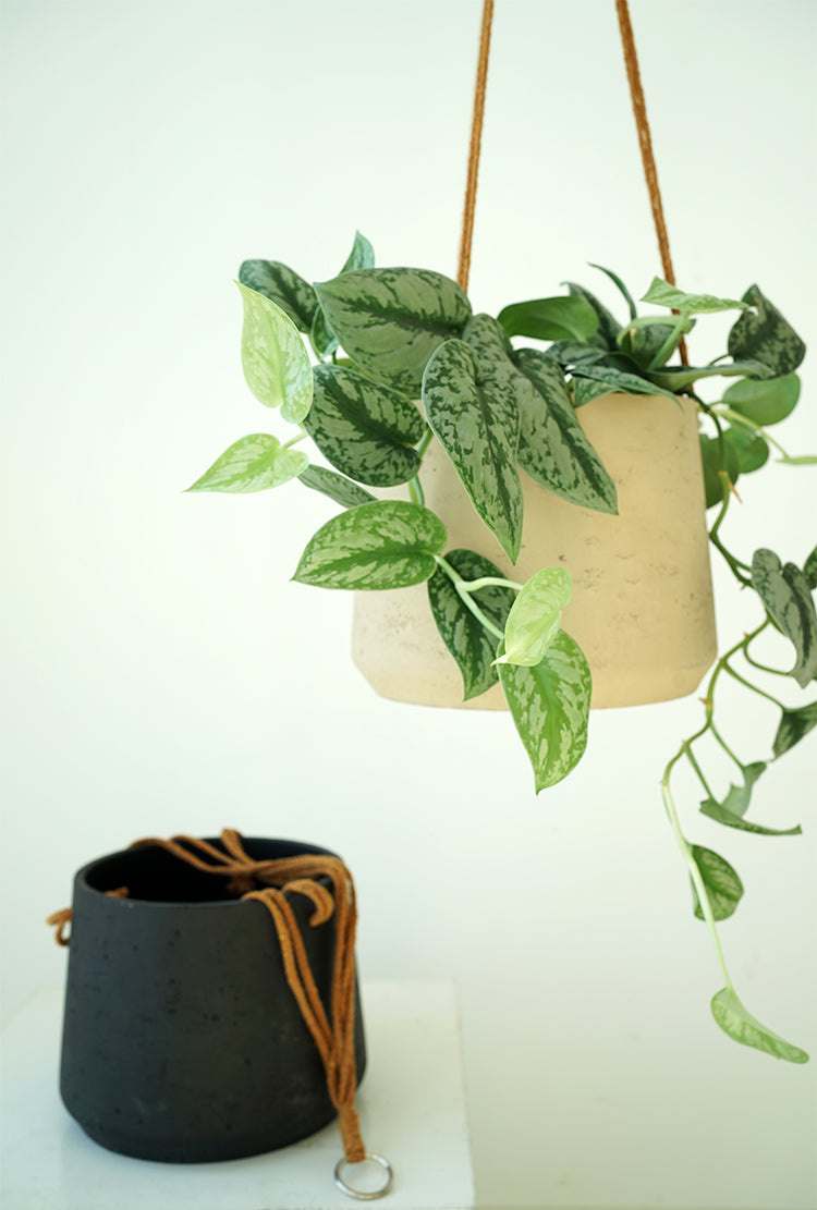 Vaso Appeso Cemento