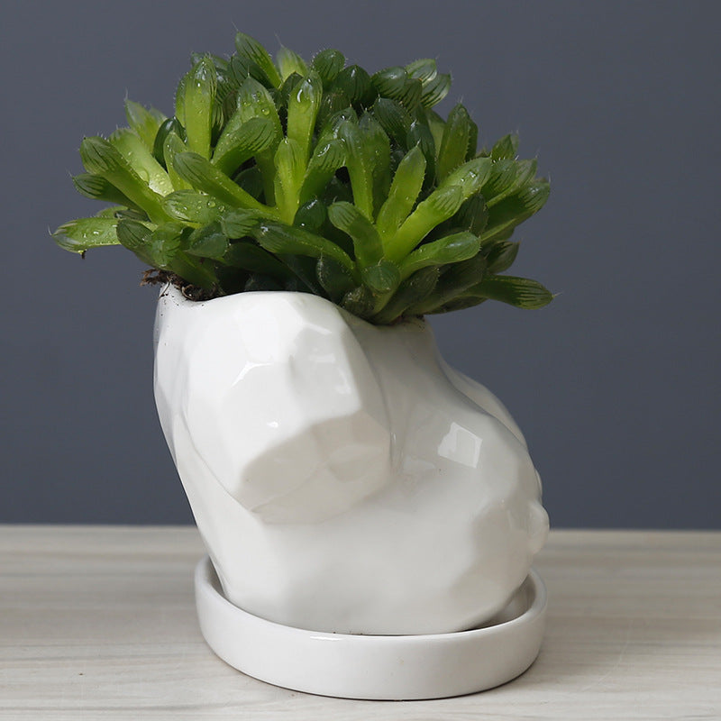 Vaso con succulente