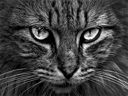 Quadro Animale