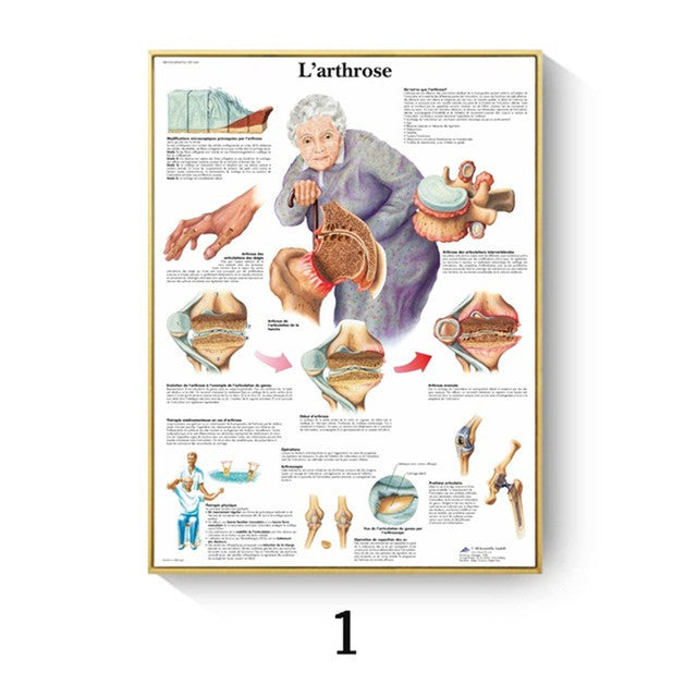 Poster anatomico